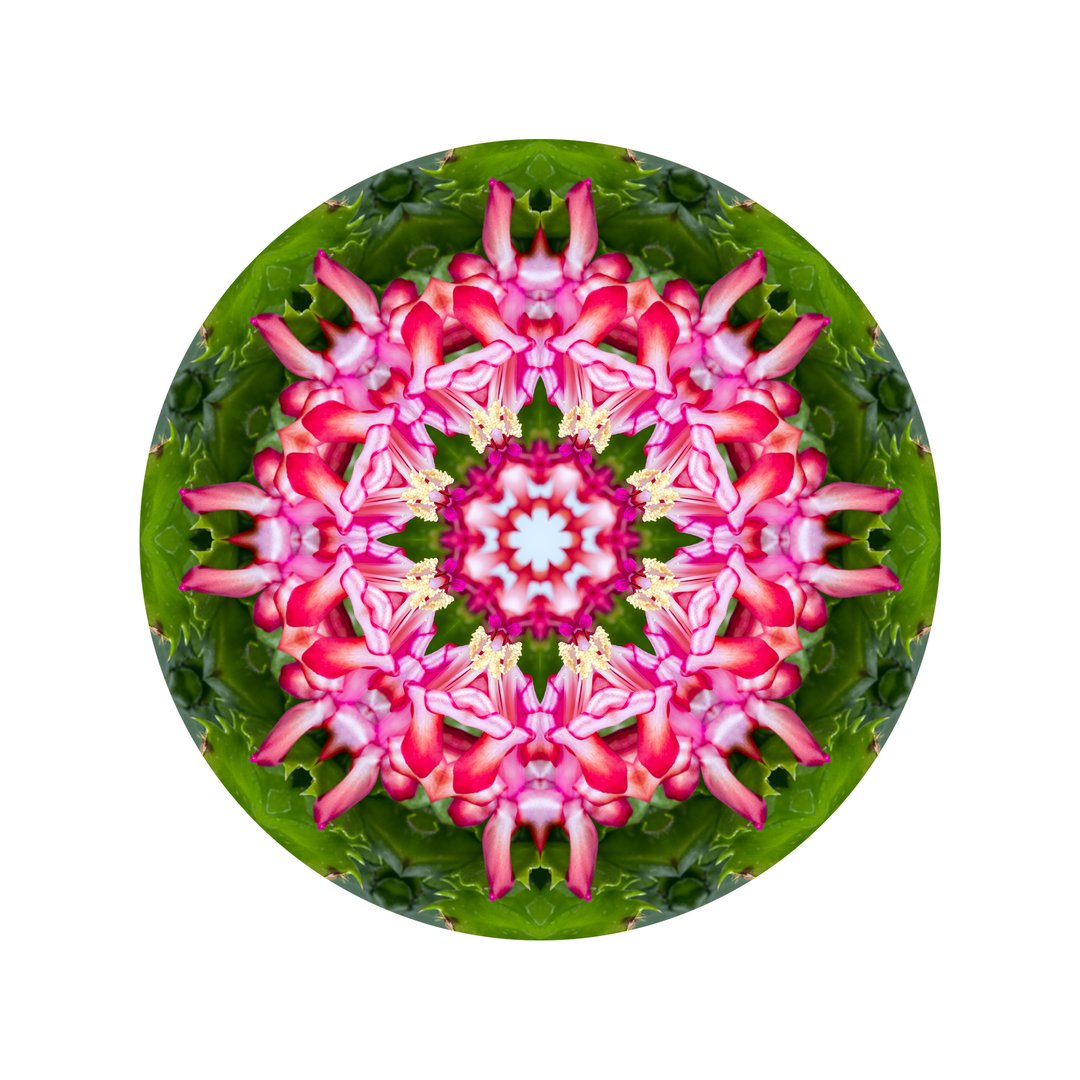 Štúdia v ružovej č.2