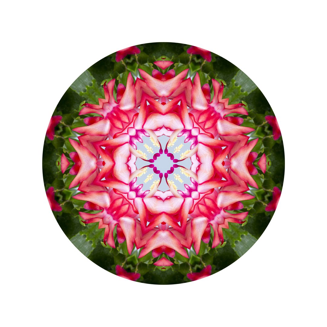 Štúdia v ružovej č.3