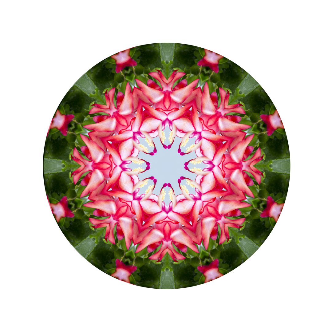 Štúdia v ružovej č.4