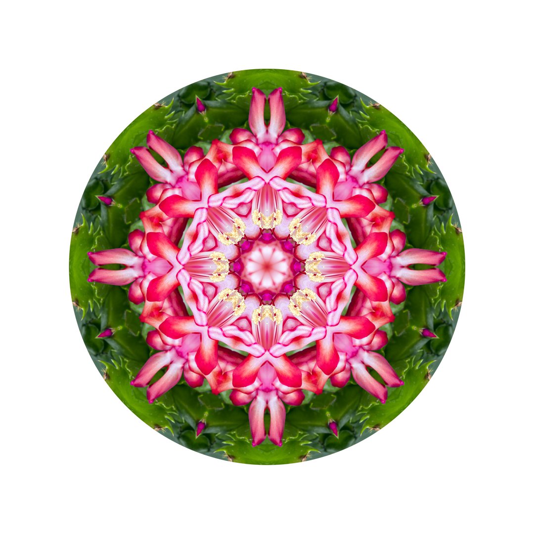 Štúdia v ružovej č.1