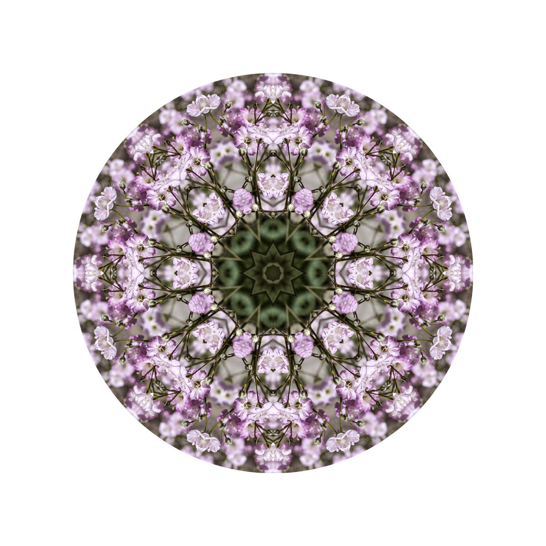 Ružový závoj č.8