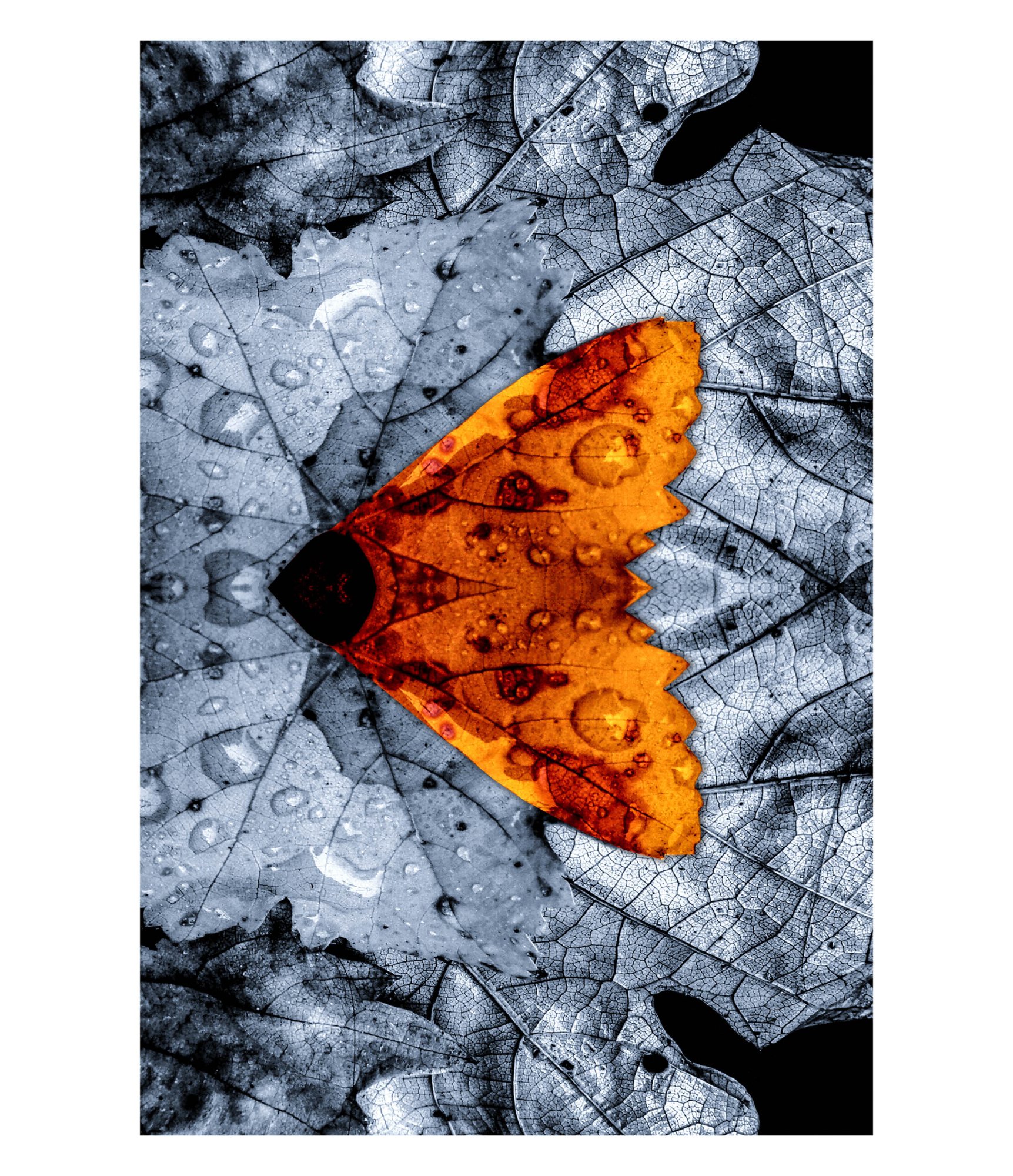 Polnočný motýľ č.2