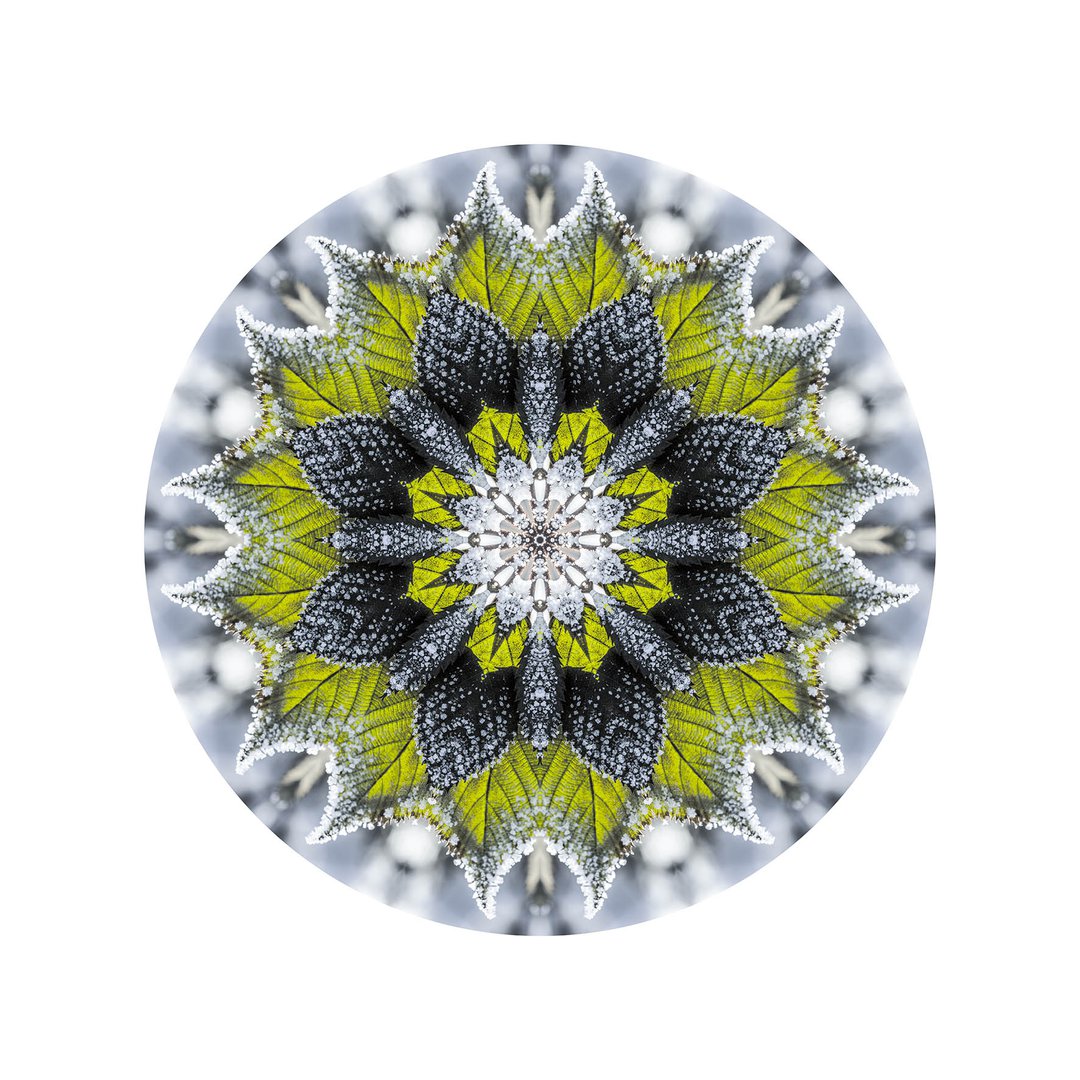 Novembrový mráz č.7