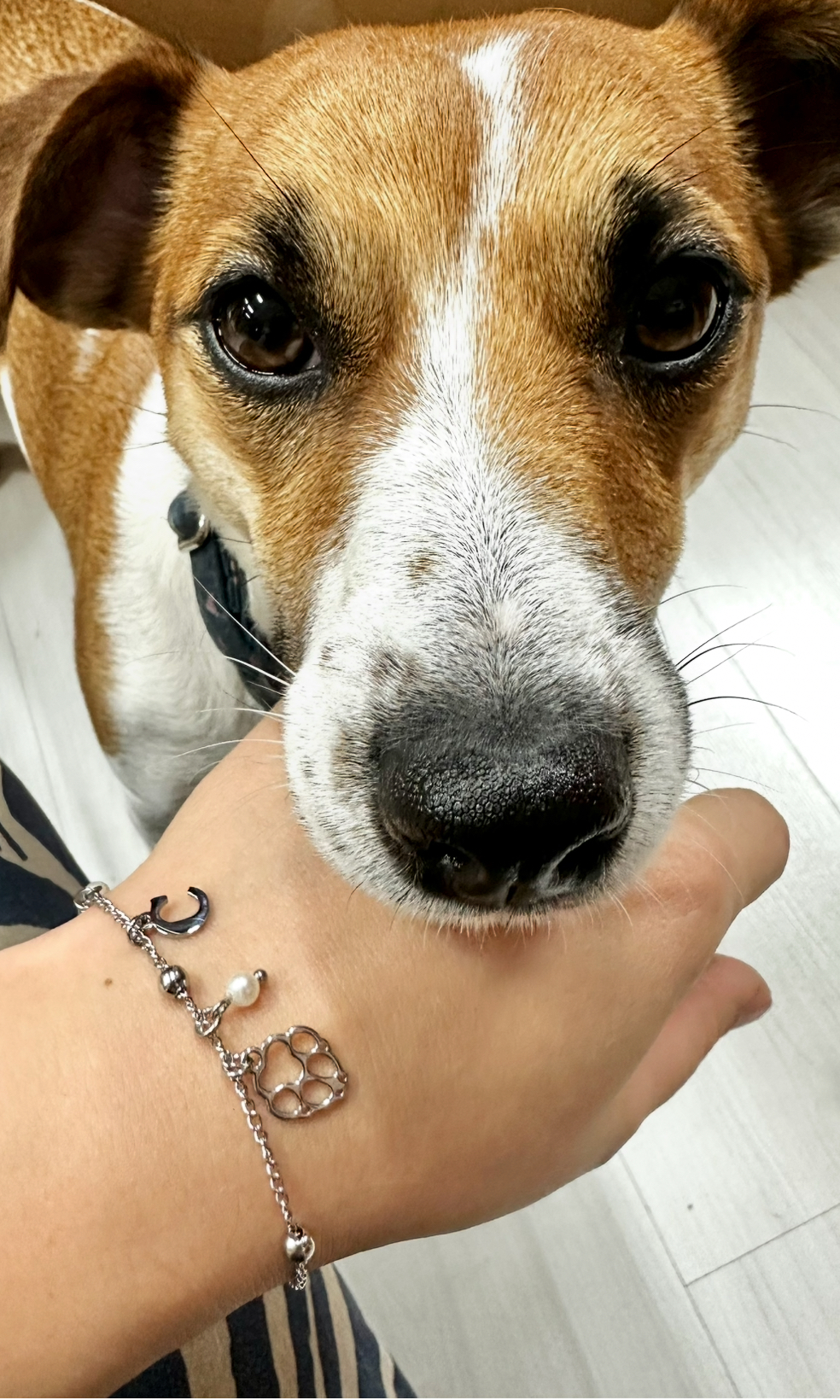 Náramok Abeceda – retiazka + sladkovodné perly - labka pes